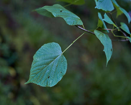 Backlit leaves with delicate veining suspended on thin stems against a soft, blurred green background.