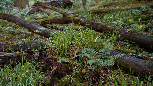Forest floor with fallen logs, ferns, and green grass creating layers of woodland decay and regrowth.