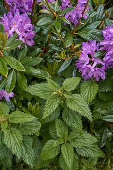 Purple rhododendron flowers blooming among textured green foliage in natural daylight.