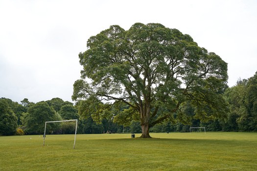 Large spreading tree stands alone in a grassy field with two soccer goals visible.