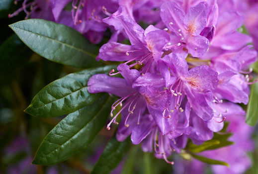 Vibrant purple rhododendron flowers with water droplets, surrounded by fresh green foliage.