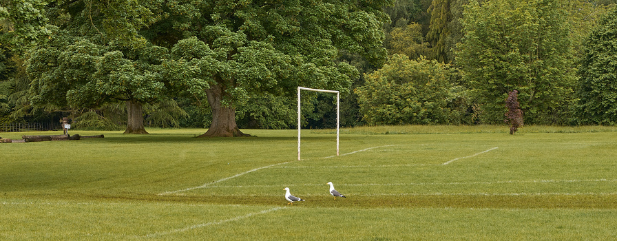 Two birds walking on a grass field with a white soccer goal and tree line in the background.