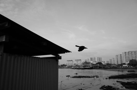 Bird in flight over industrial waterfront with corrugated metal structure and cityscape in background.