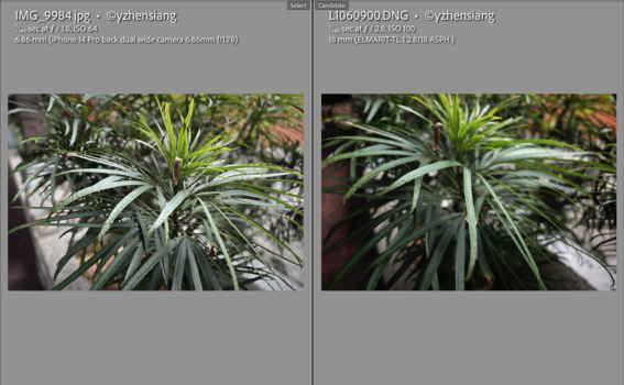 Side-by-side comparison of palm plant foliage shot with different camera lenses and settings.