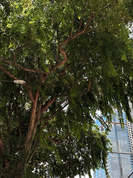 Large mature tree with dense green canopy and exposed reddish-brown trunk against urban high-rise building backdrop.