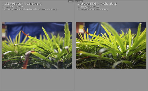 Close-up comparison of sharp, spiky green plant leaves with blue bokeh background, showing detail and texture variation.