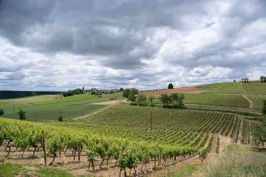Rolling vineyard landscape with grapevines in foreground and distant fields under dramatic cloudy sky.