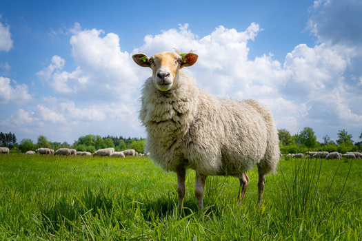 White sheep standing in a green pasture under a blue sky with white clouds.