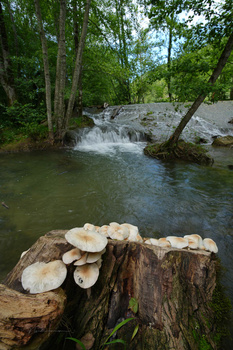 Shelf fungus growing on a tree stump beside a flowing stream surrounded by forest.