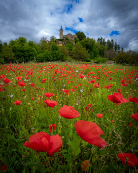Red poppies blooming in a meadow with a castle on a hilltop in the background under partly cloudy sky.