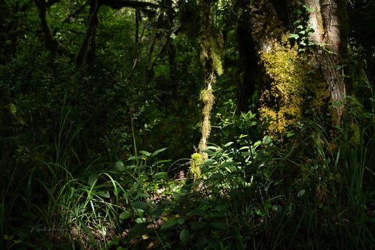 Sunlit forest stream surrounded by dense green vegetation and moss-covered trees.