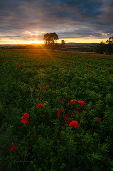 Red poppies scattered across a green field at golden hour sunset with solitary trees on the horizon.