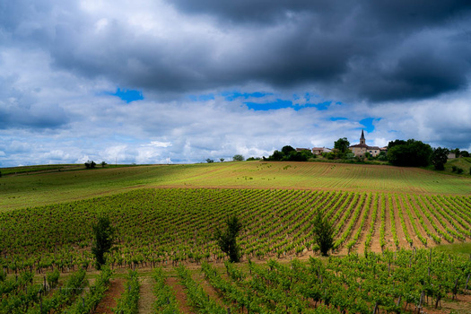 Vineyard rows stretch across rolling countryside beneath dramatic cloud-filled sky with village church visible in distance.