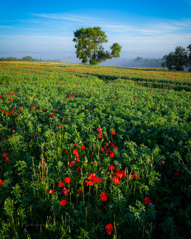 Red poppies scattered across a green field with a solitary tree on the horizon under blue sky.