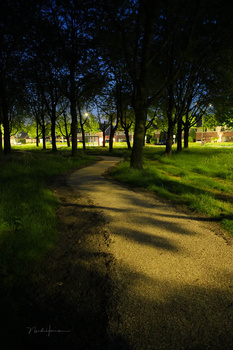 Tree-lined path with warm golden light filtering through branches onto a dirt walkway at dusk.