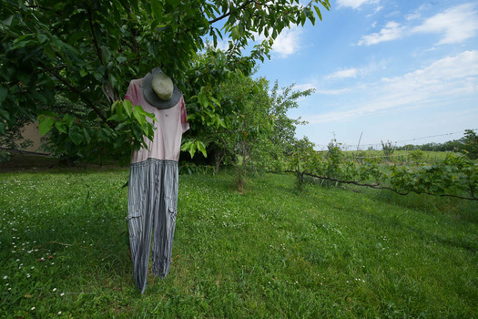 Scarecrow dressed in light pink shirt and striped pants standing in a lush green field under a tree.
