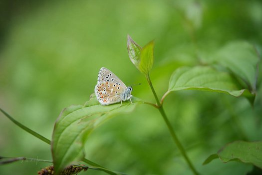 A delicate butterfly with white wings and russet markings perches on a green plant stem.