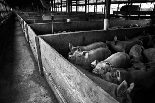 Pigs resting in concrete pens in a livestock facility, photographed in black and white.