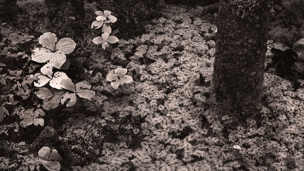 White dogwood flowers with layered petals blooming against a textured, lichen-covered stone wall in monochromatic tones.