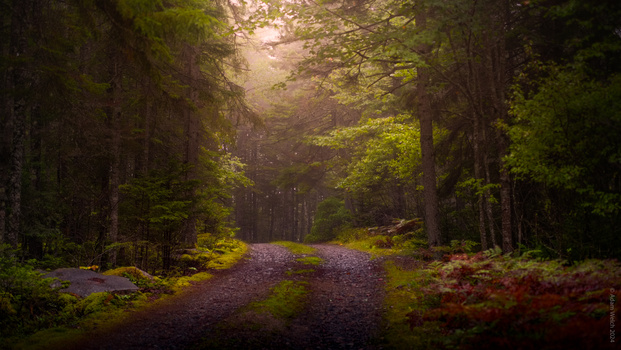 Tree-lined forest path with tall conifers and dappled sunlight filtering through green canopy.