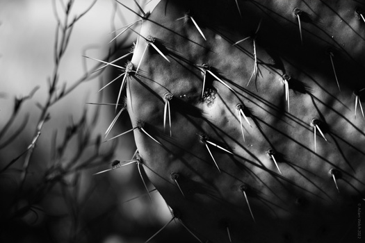 Close-up of cactus spines in sharp detail against a blurred background in black and white.