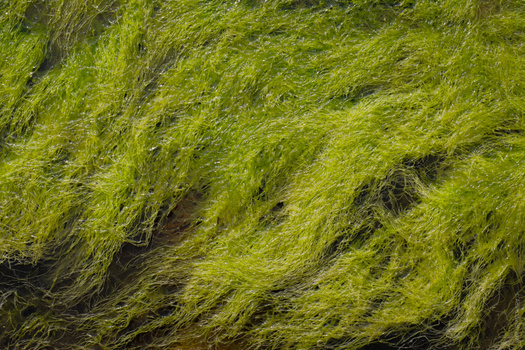 Bright green moss or algae covering rocky surface with layered, flowing texture and darker shadows.