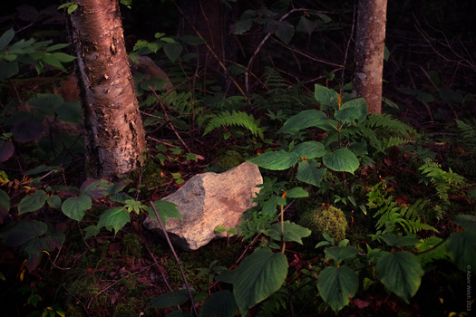 Forest floor with moss-covered rock surrounded by ferns and broad-leafed plants beneath tree trunks.