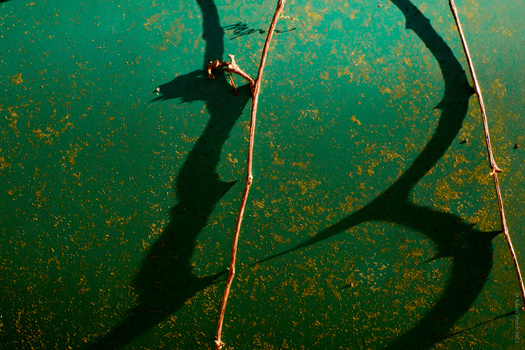 Overhead view of two divers' shadows cast on turquoise water with rope lines extending downward.