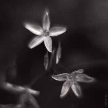 Black and white fine art photograph of delicate five-petaled flowers with soft, glowing edges against a dark blurred background.