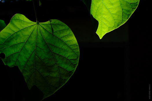 Translucent green leaves backlit against a black background, revealing detailed vein structure.