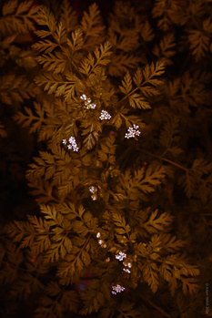 Small white flowers scattered across dark brown dried fern fronds arranged flat.