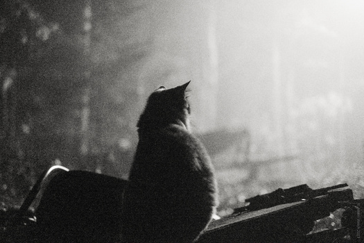 Silhouetted cat sitting on a surface, gazing toward a foggy, backlit urban scene.