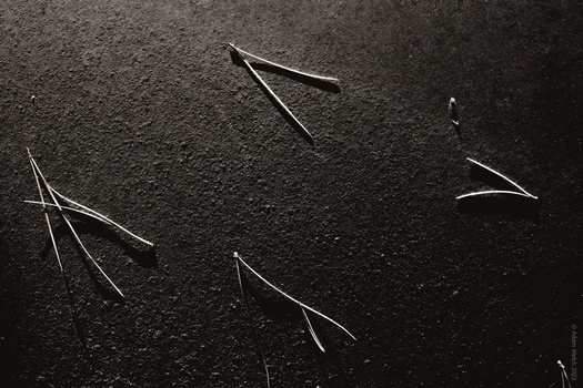 Pine needles arranged on dark asphalt surface, lit to create sharp shadows and contrast.