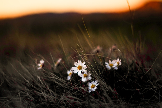 Small white flowers blooming among tall grass at sunset, with warm golden light on the horizon.