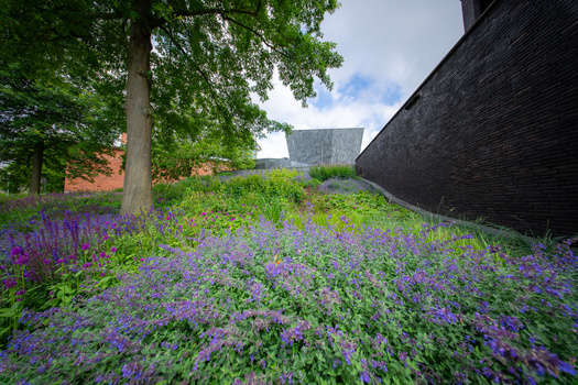 Purple flowering plants carpeting a hillside beneath a large tree and dark modern building.