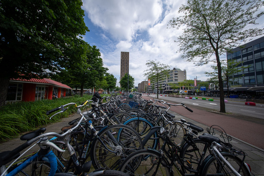 Row of parked bicycles along a tree-lined urban street with modern buildings in the background.