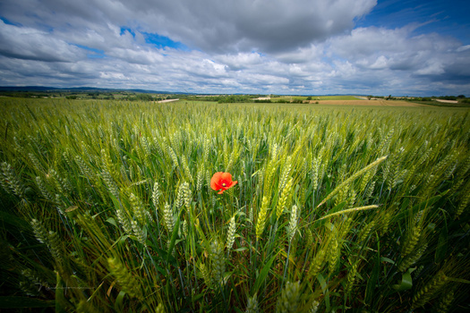 Single red poppy flower blooming among green wheat stalks in an expansive field.