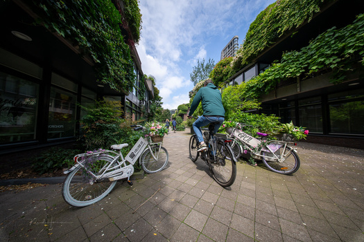 Cyclist in blue jacket riding on paved path lined with ivy-covered buildings.