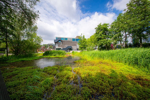 Modern residential building reflected in a pond surrounded by overgrown vegetation and trees.