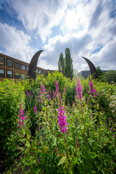 Purple lupine flowers with dramatic curved sculpture silhouettes against cloudy sky and building.