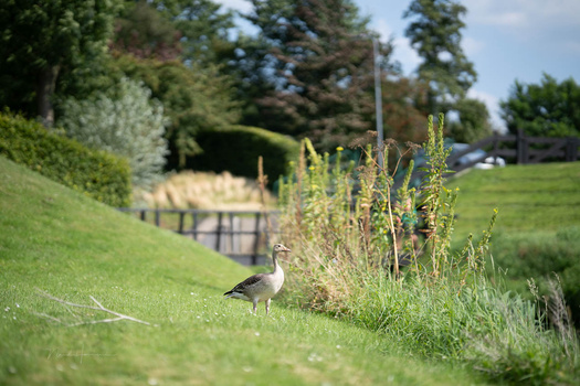 A wading bird stands in grass beside wild plants along a rural fencelined property.