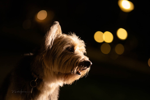 Shih Tzu or similar small terrier with long hair, illuminated against dark background with warm bokeh lights.