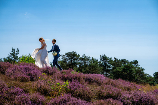 Bride and groom running through blooming heather on a hillside under clear blue sky.