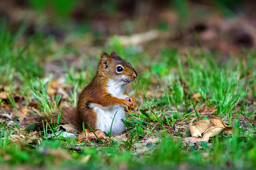Red squirrel sitting upright on grass and leaf litter, alert posture with front paws raised.