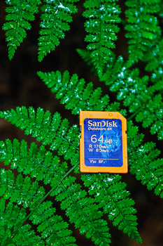 SanDisk memory card placed on vibrant green fern fronds with water droplets.