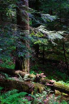 Dense forest interior with tall conifer tree in dappled sunlight and moss-covered fallen logs.