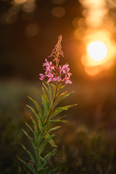 Pink flowering plant backlit by golden sunset with blurred warm bokeh background.