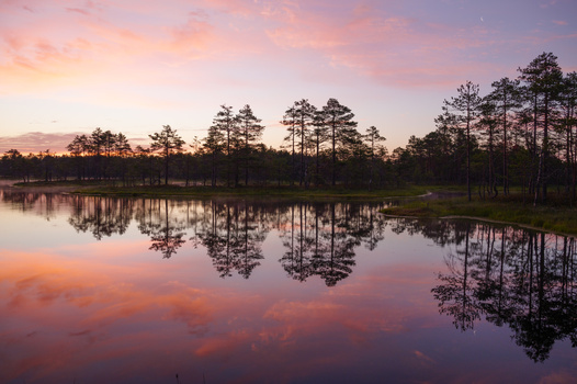 Pine trees reflected in still water at sunrise, with pink and purple sky above.