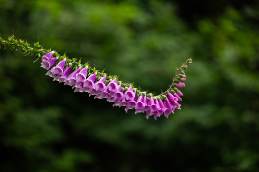 Curved spike of tubular purple-pink flowers against a soft green blurred background.