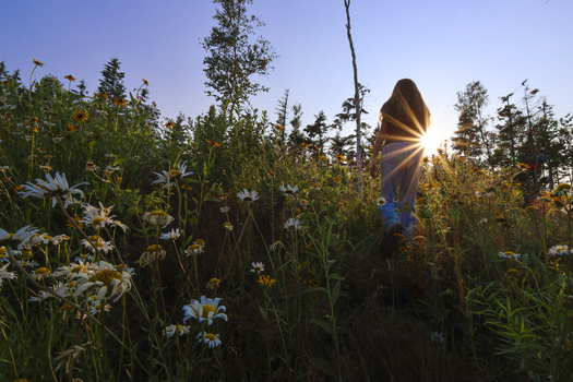 Silhouetted figure holding a fabric against bright sunlight in a field of wildflowers and grasses.